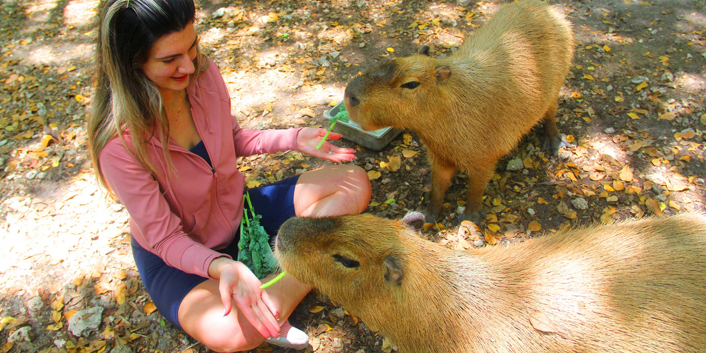 Capybara Encounter