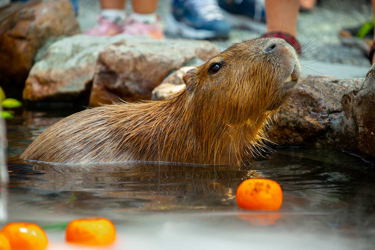 Capybara Encounter