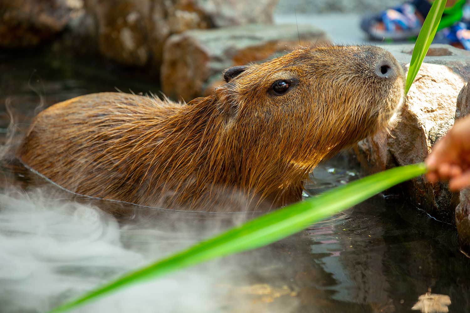 Capybara Encounter