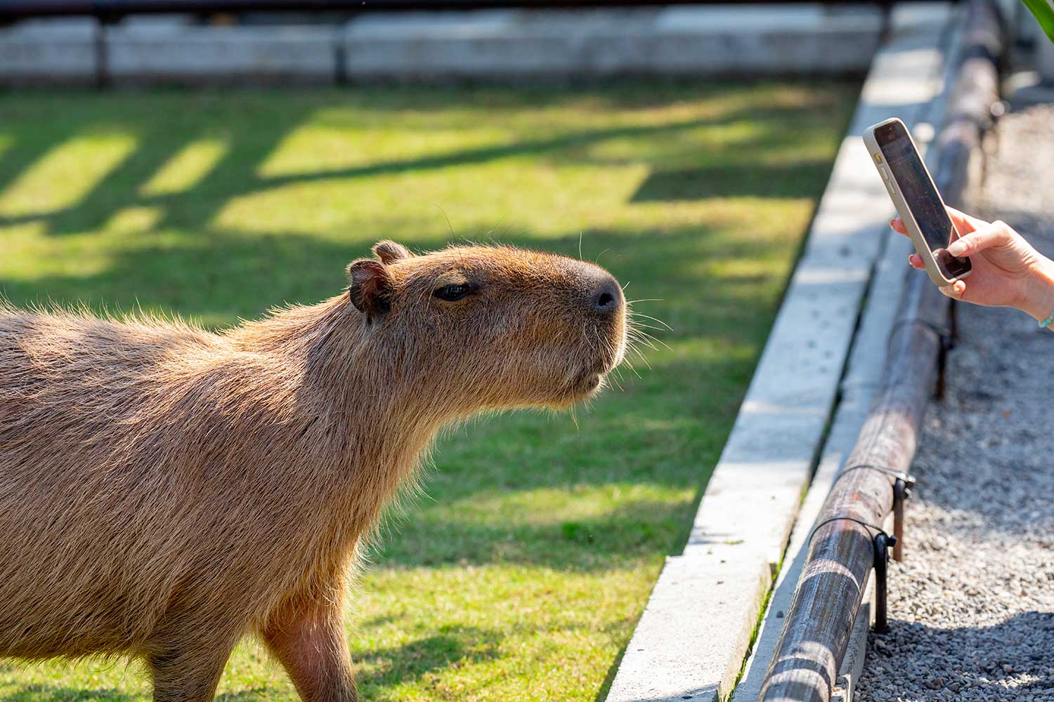 Capybara Encounter