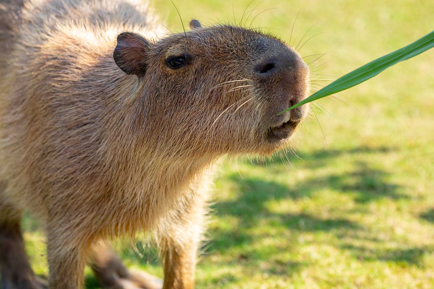 Capybara Encounter