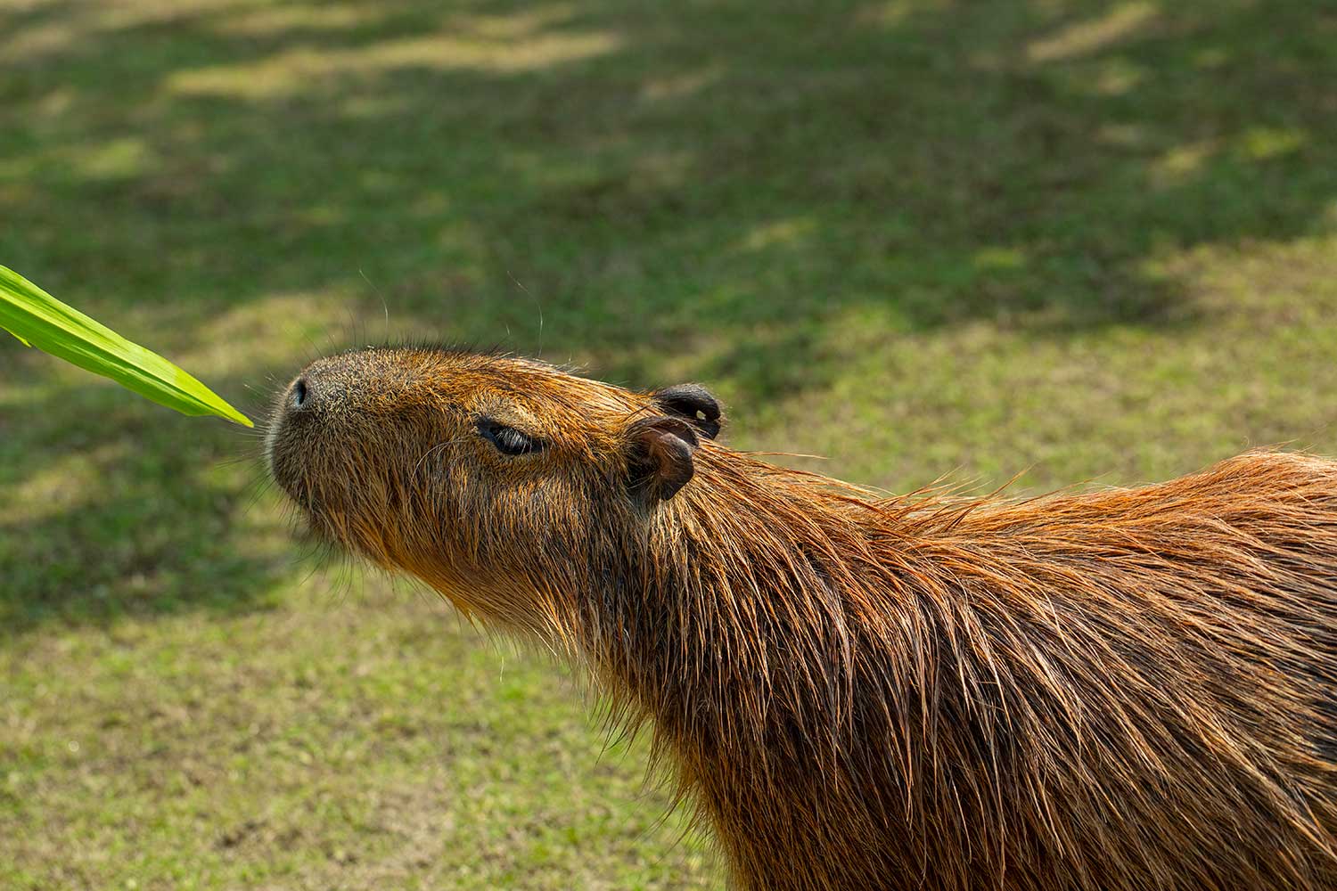 Capybara Encounter