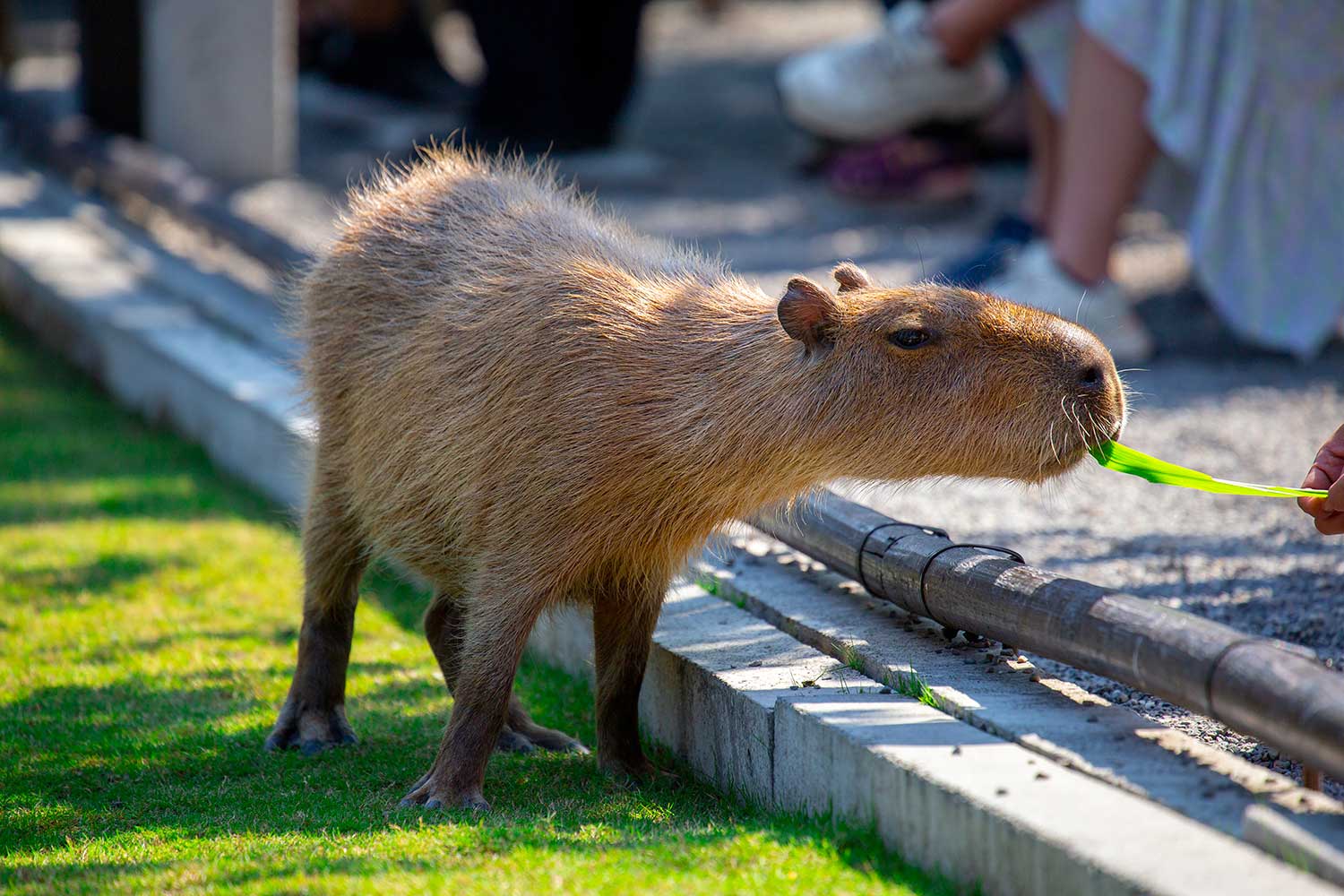 Capybara Encounter