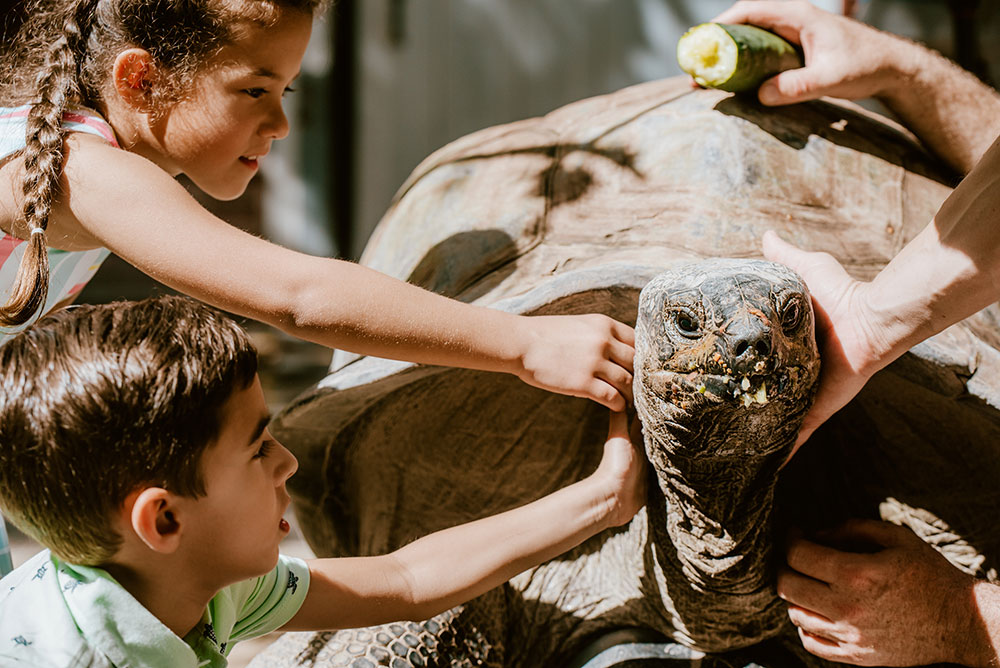Giant Tortise Encounter