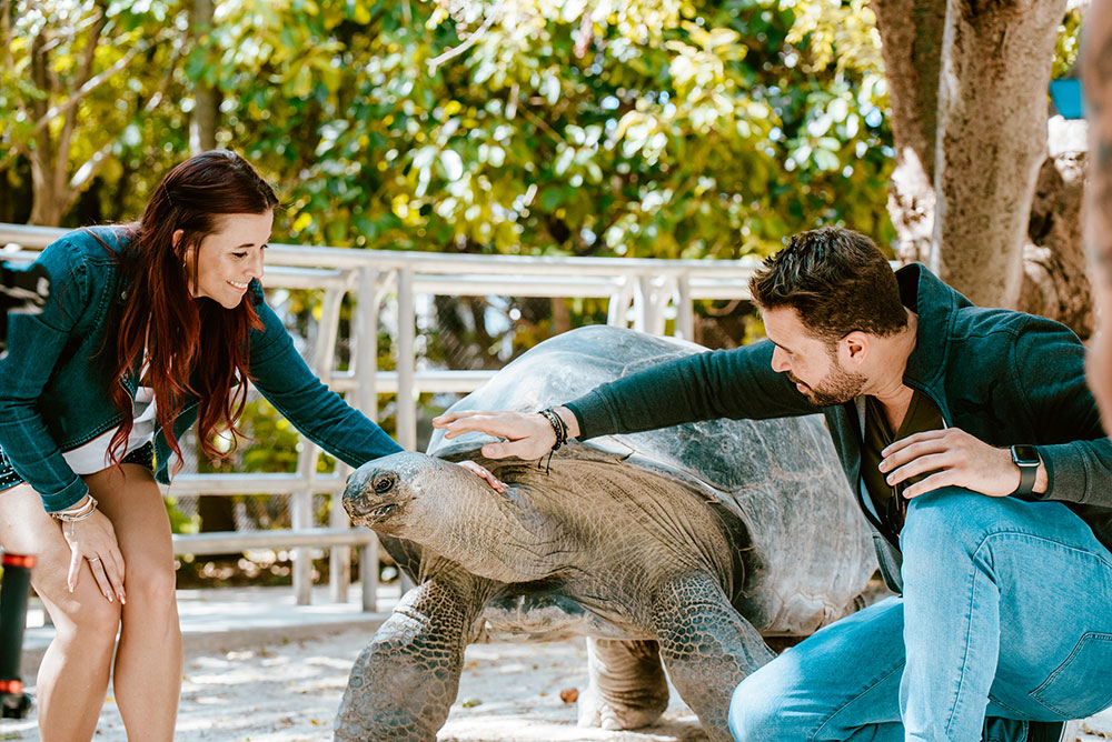 Giant Tortise Encounter