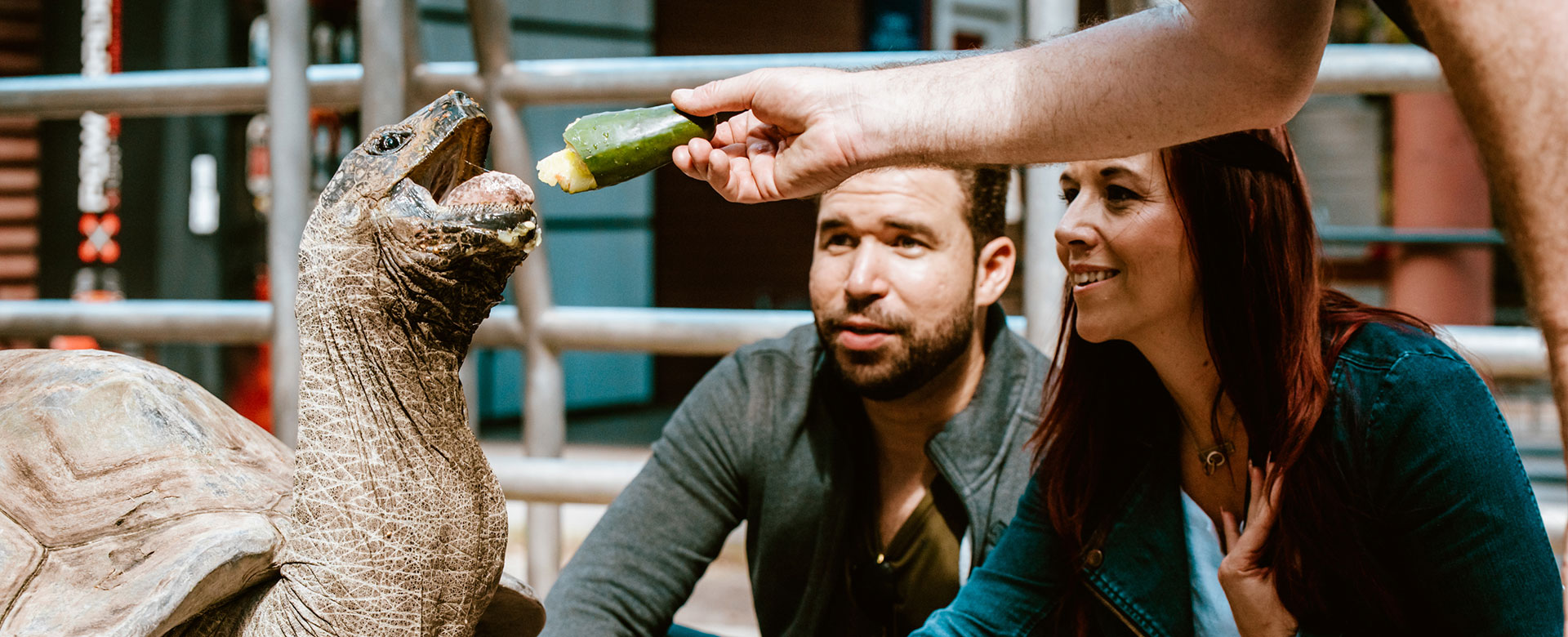 Giant Tortoise Encounter