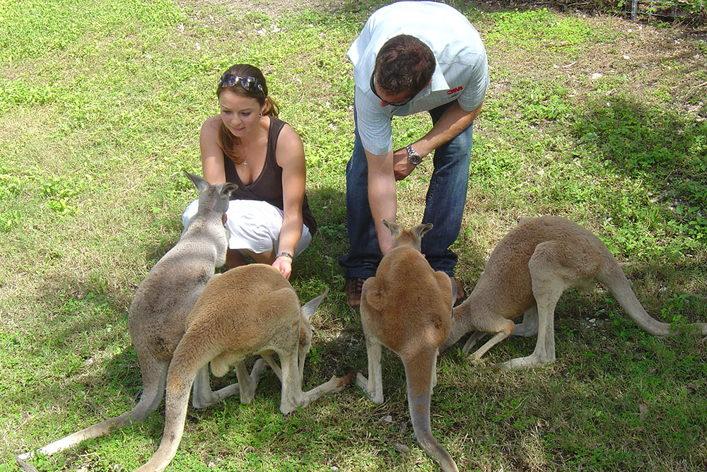 Kangaroo Encounter