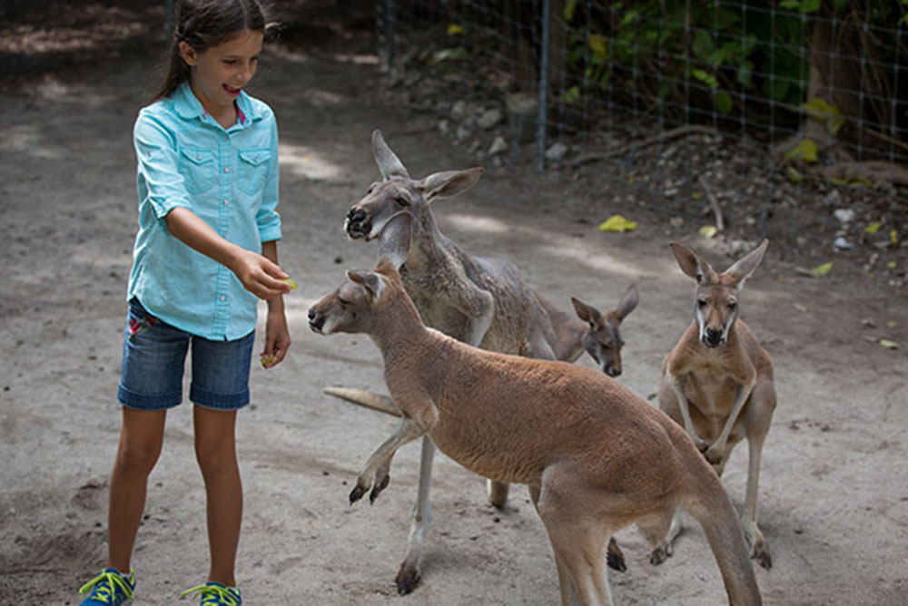 Kangaroo Encounter